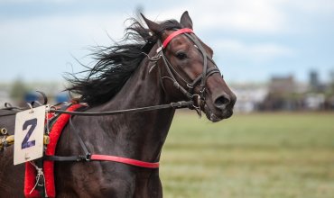 horse